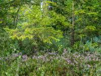 Streifen mit blühender Besenheide vor jungem Nadelbaum im Inzeller Moor